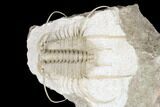 Spiny Boedaspis Trilobite - Museum Quality Specimen #180209-2